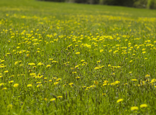Sale - Plot for the construction of family house, Pstruží, Beskydy