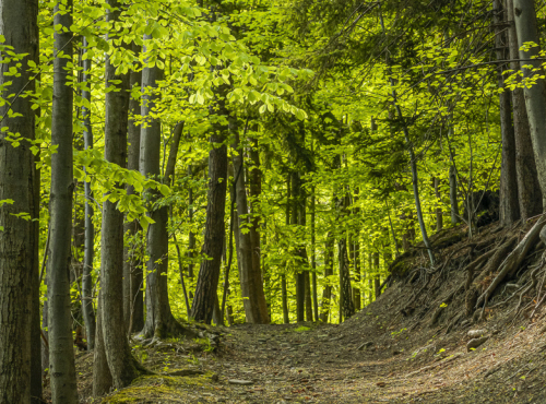 Sale - Plot for the construction of family house, Pstruží, Beskydy