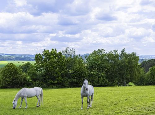 Prodej - Usedlost s prvorepublikovou vilou, Středočeský kraj - Kácov