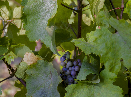 Prodej - Stavební pozemek v Posázaví, Středočeský kraj - Drahňovice