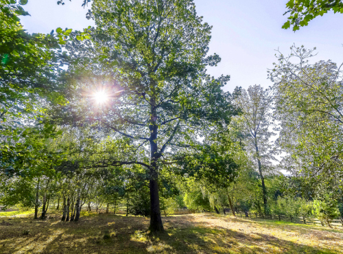 Prodej - Stavební pozemek v Posázaví, Středočeský kraj - Drahňovice